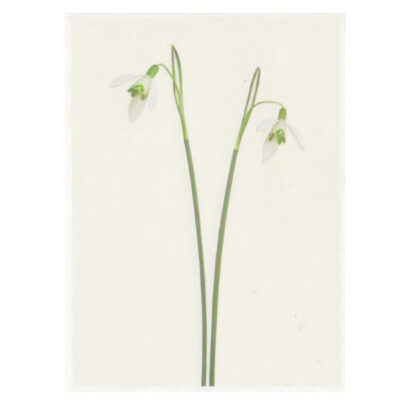 Carte imprimée "Galanthus Nivalis"