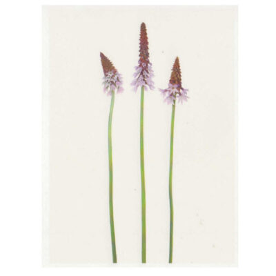 Carte imprimée "Primula Vialii"