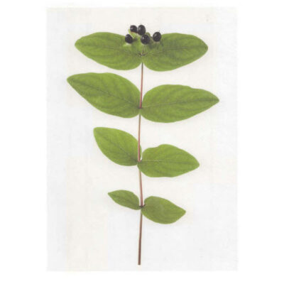 Carte imprimée "Hypericum"