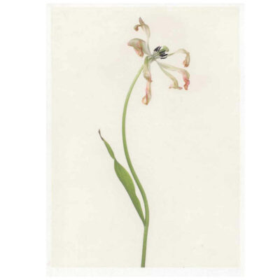 Carte imprimée "Tulipa"